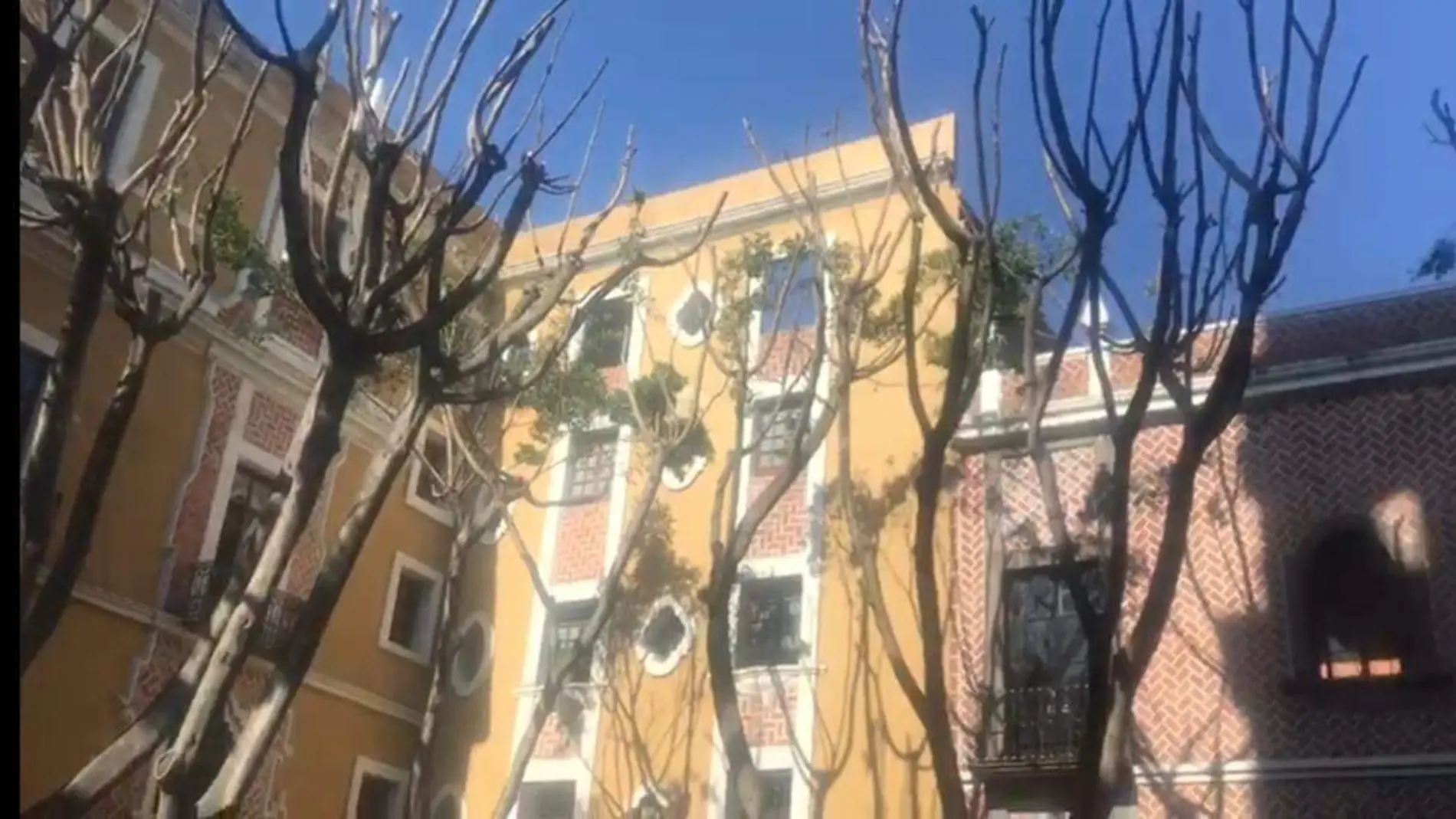 plaza de la democracia con árboles podados